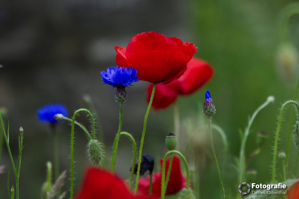 Mohn und Kornblumen