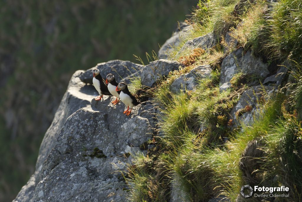 Papageitaucher auf Runde