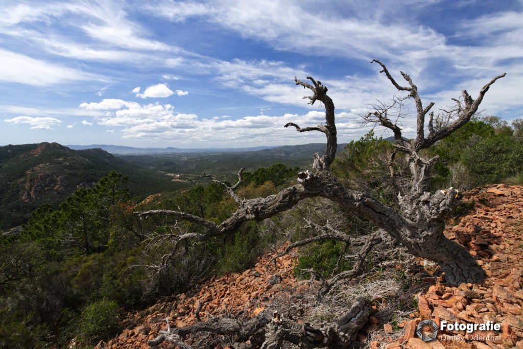 Korkeiche im Esterel