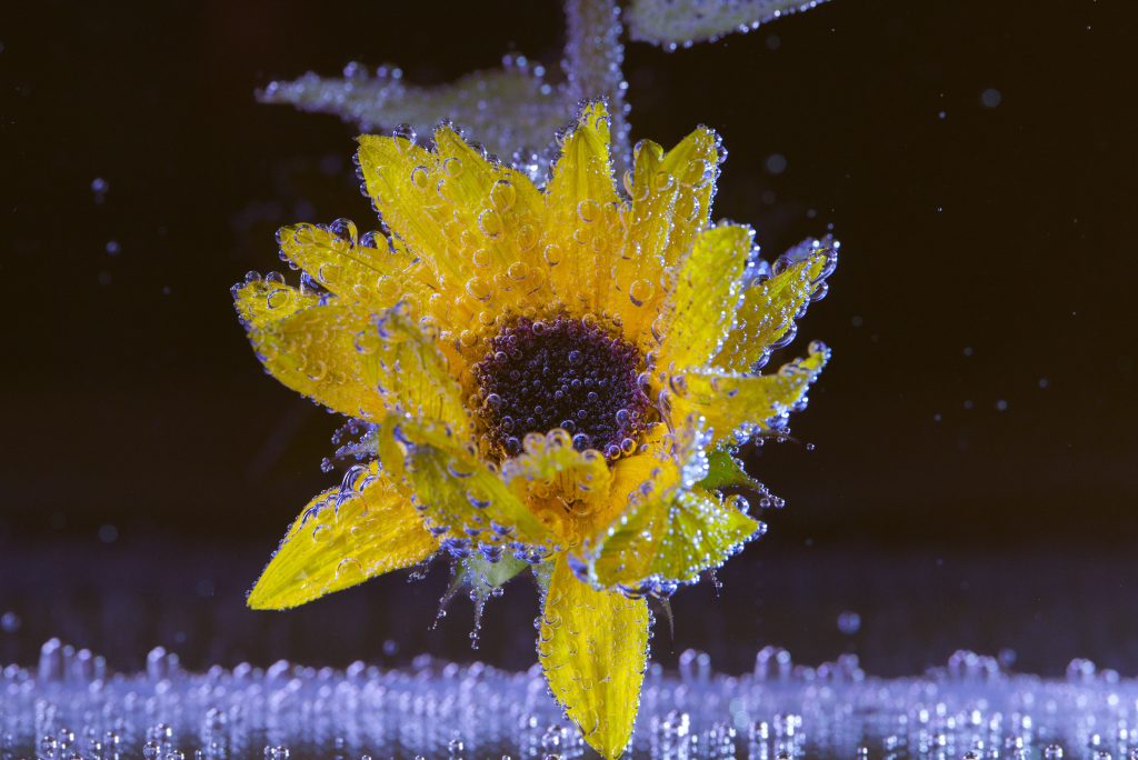 Sonnenblume unter Wasser