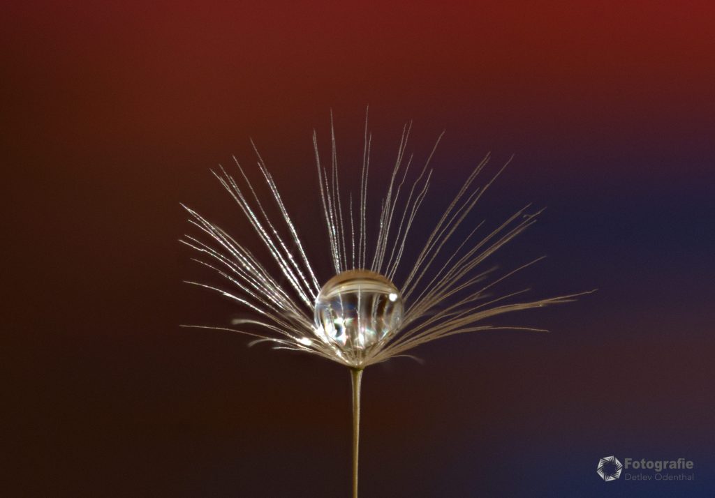 Pusteblume